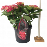 Хортензия BS Pink Ф23см, H45см