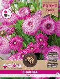 Луковици COMBO Далия Pink Isa