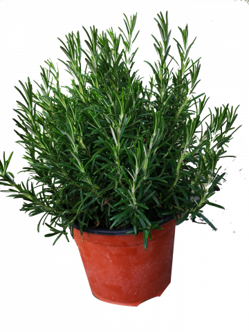 Розмарин Ф14см - Многогодишни перенни растения