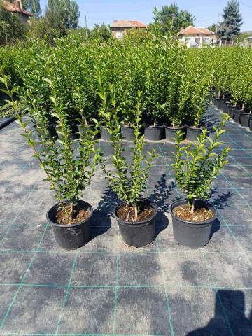 Лигуструм контейнер 2 л, снимка 3 - Листопадни храсти и дървета