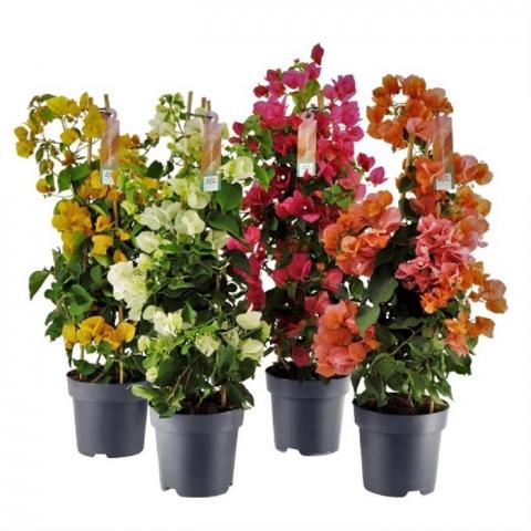 Бугенвилеа Ф17, H65см - Пролетни балконски цветя