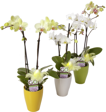 Орхидея Phalaenopsis 11см h40+ - Орхидеи