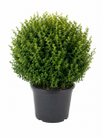 Чемшир Microphylla Faulkner 20л H35-45см