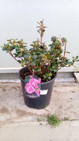 Азалия 5 л - Други външни растения