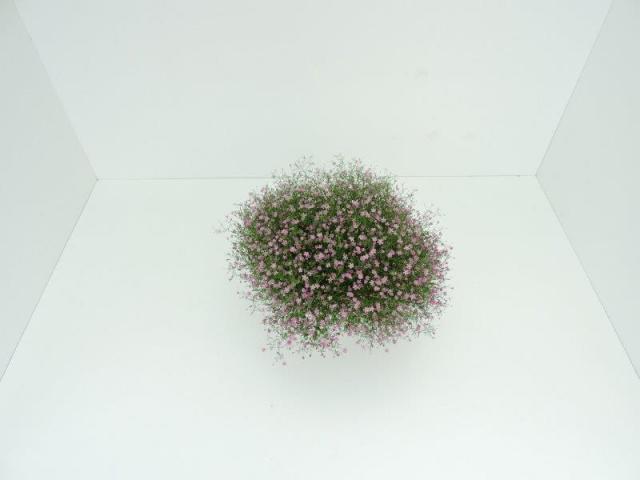 Гипсофила ф17см., снимка 4 - Многогодишни перенни растения