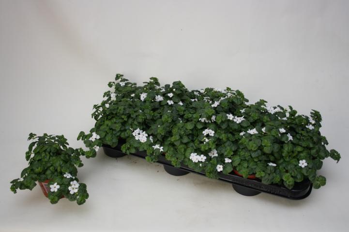 Сутера-Бакопа (бяло/синьо) ф10.5 - Пролетни балконски цветя