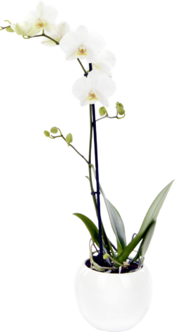 Фалаенопсис 9 см с кашпа - Орхидеи