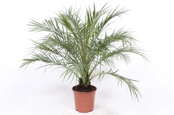 Палма Phoenix roebelenii Ф19, H80 - Средиземноморски растения