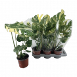 Монстера deliciosa Ф17см, H55см