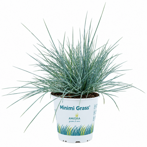 Трева Glauca compacta Blue ф10.5 см H25 см - Многогодишни перенни растения