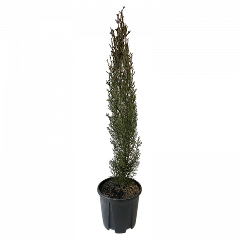 Купресус Semprevirens Totem 1.50-1.75 м 3 л - Иглолистни храсти и дървета