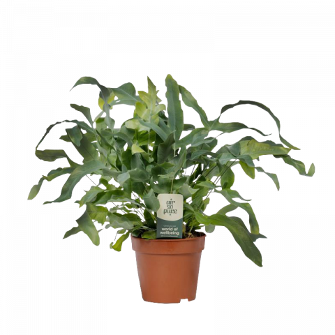 Флебодиум Blue Star ф12 см H35 см - Зеленолистни