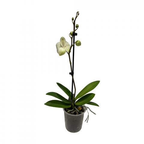 Орхидея Фаленопсис Микс, снимка 3 - Външни растения