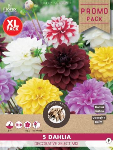 Луковици COMBO Далия Decorative Select - Далии