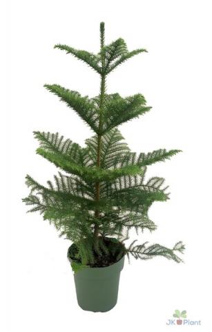 Араукария Hetrophylla, Ф21/Н90см - Цъфтящи