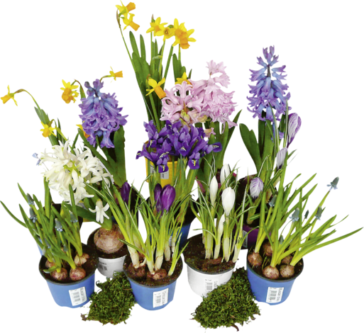Микс луковични цветя O 9 см - Пролетни балконски цветя