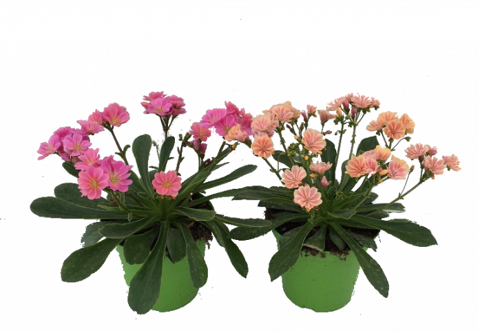 Левизия ф14см - Многогодишни перенни растения