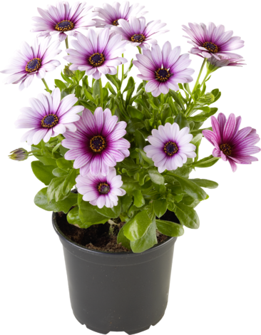 Остеоспермум 1.5 л - Пролетни балконски цветя