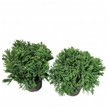 Криптомерия, 10 литра