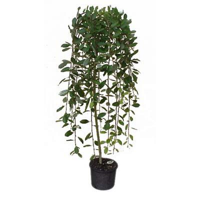 Мини върба Salix Pendula K5 - Външни растения