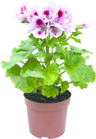 Кралско мушкато Ф:12 см - Пролетни балконски цветя