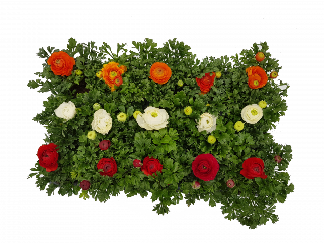 Ранункулус ф10.5см - Пролетни балконски цветя