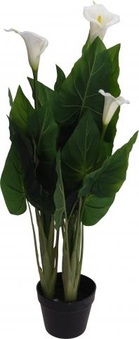 Зелено растение в саксия- Кала - Цветя в саксия