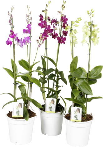Орхидея Dendrobium 12 см - Орхидеи