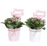 Каланхое Happy Women's Day Ф10см, H20-25см