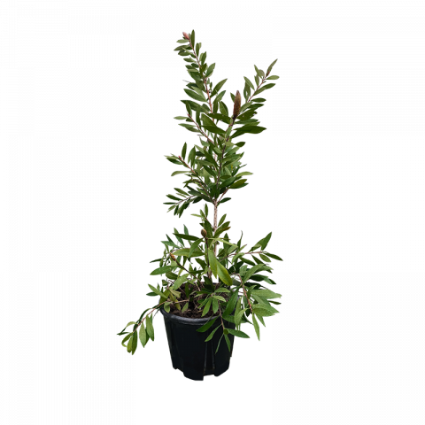 Калистемон Leavis червено и бяло 3 л - Средиземноморски растения