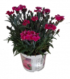 Диантус Purple Wedding ф10.5 см