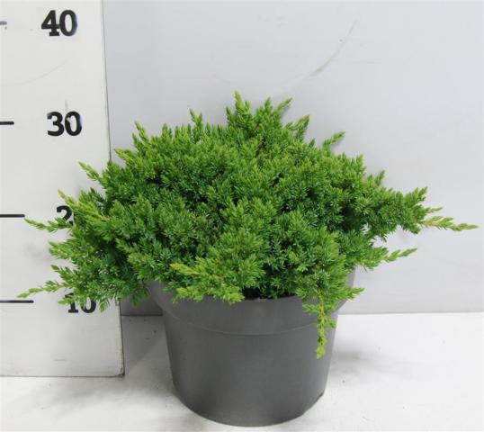 Юниперус Procumbens Nana 5 л, снимка 2 - Листопадни храсти и дървета