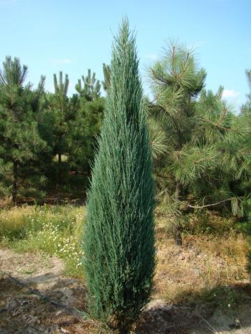 Юниперус Blue Arrow Н: 80-100 см, 5л, снимка 3 - Иглолистни храсти и дървета
