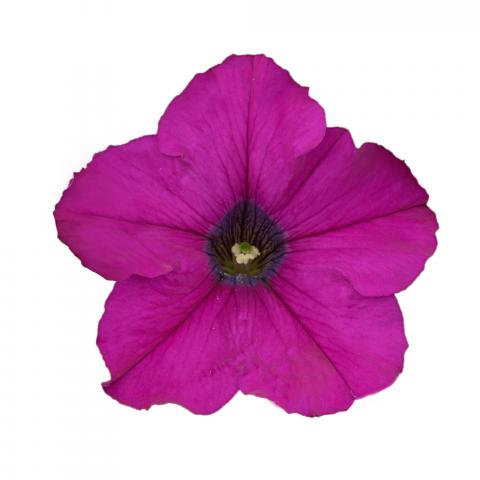 petunia_casc_purple - Пролетни балконски цветя
