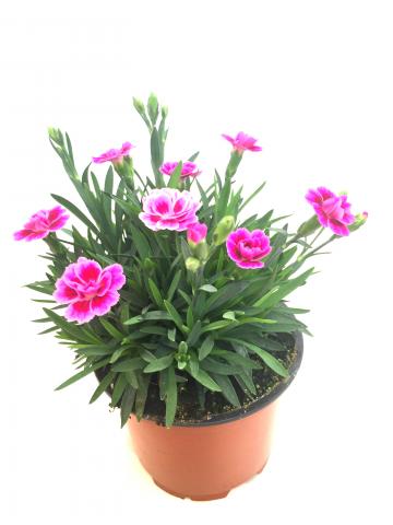 Карамфил Pink Kisses ф10.5 см - Пролетни балконски цветя