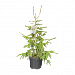 Пицеа Оrientalis Aureospicata Ф26см, H80см