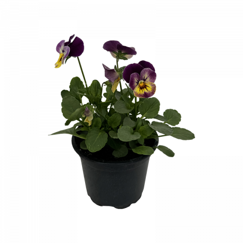 Теменужка мини Ф9см, снимка 4 - Пролетни балконски цветя