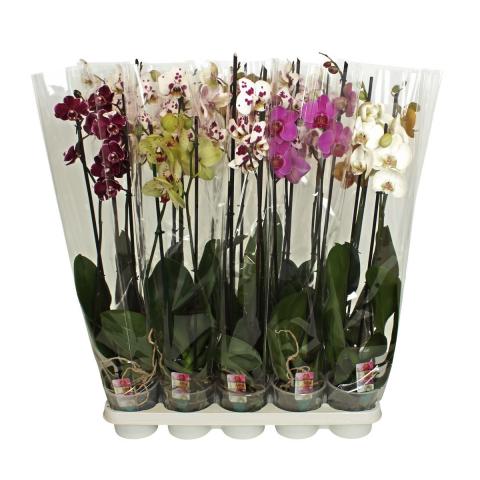 Орхидея Фаленопсис Bonito - Външни растения