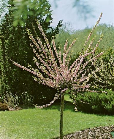 Бадем Prunus triloba Ф:23см - Листопадни храсти и дървета