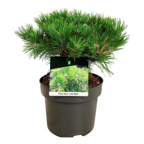 Японски червен бор Densiflora Low Glow ф21 см H55 см - Иглолистни храсти и дървета