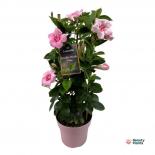 Мандевила Sundaville Double Blush Pink ф17 см H55 см