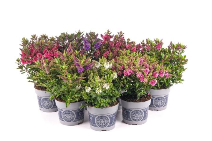 Хебе All Blooms ф12 см H20 см - Есенни балконски