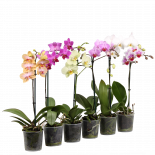 Орхидея Phalaenopsis Ф9см, H30-40см, 1 стебло, 6+ цвята