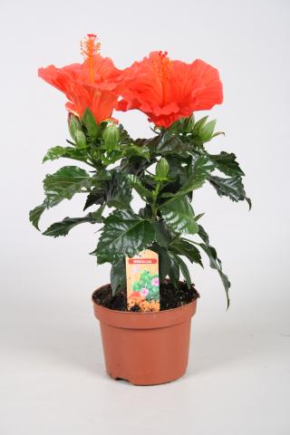 Хибискус rosa-sinensis - Цъфтящи