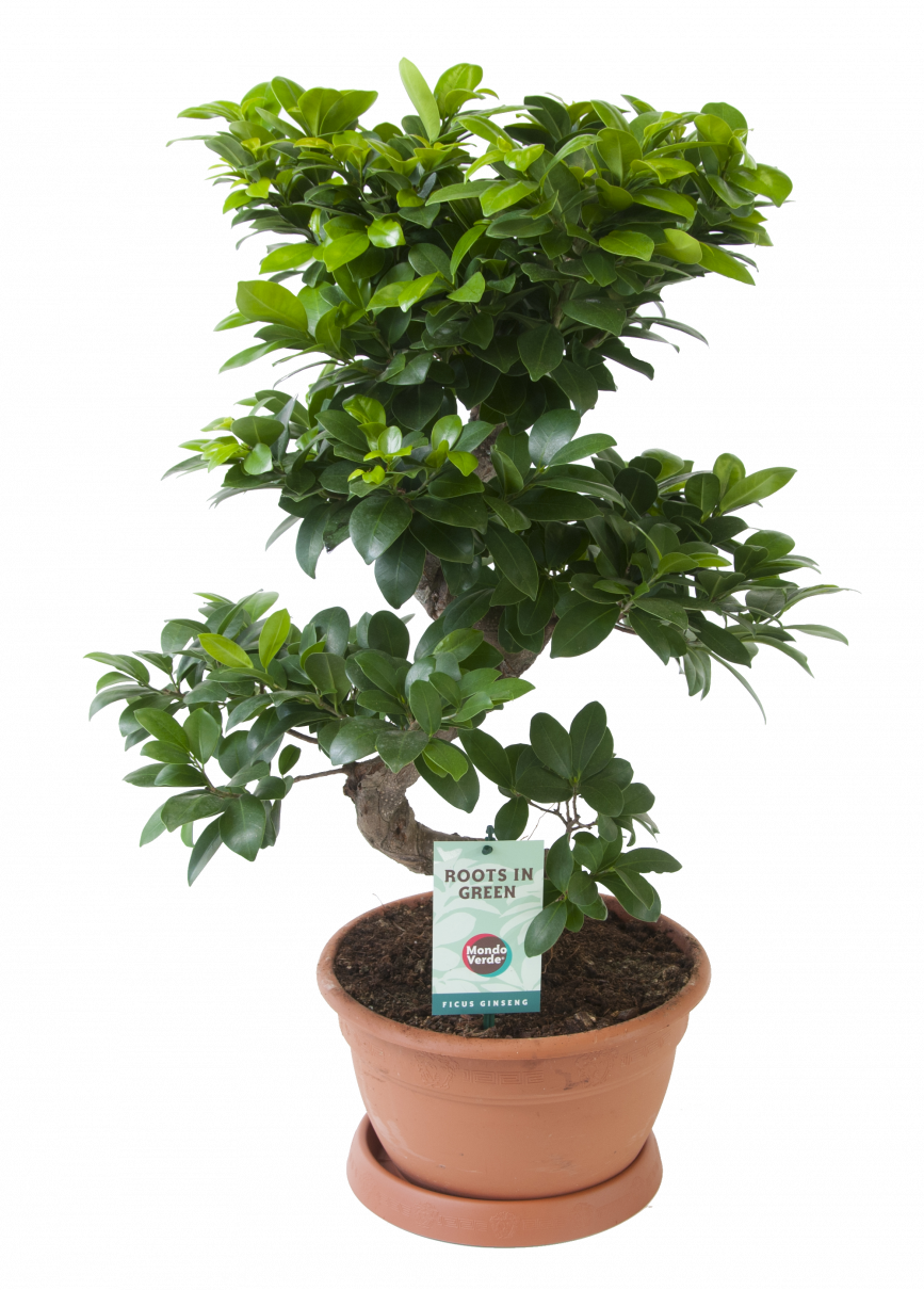 Фикус microcarpa Ginseng ф27, Н60-70см 09016293 на топ цена — Home Max ...
