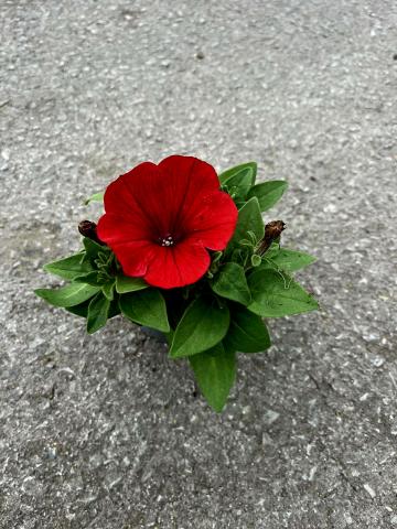 Каскадна Петуния 9 см. - Пролетни балконски цветя