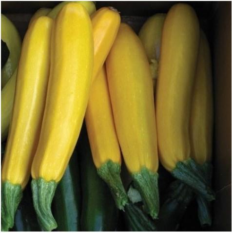 Тиквичка-жълта - Зеленчуци и подправки