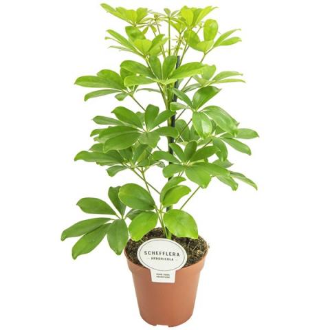 Шефлера arboricola Nora Ф13см - Зеленолистни