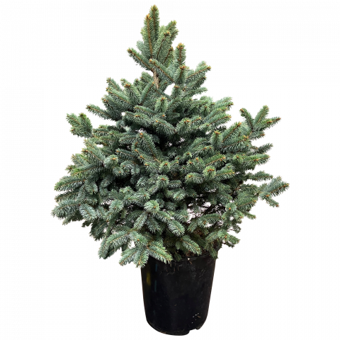 Сребрист смърч височина 100-120 см - Иглолистни храсти и дървета