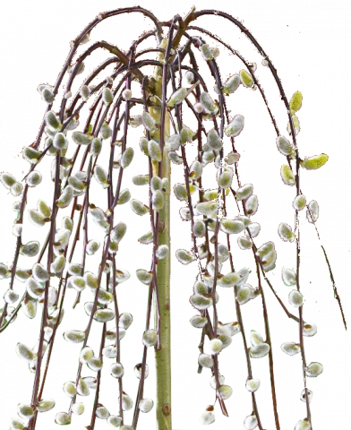 Саликс капреа Kilmarnock 140см /плачеща върбичка/ - Листопадни храсти и дървета